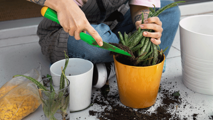 propagate succulents through offset