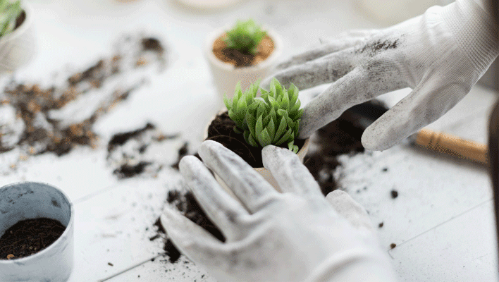 succulent propagation methods