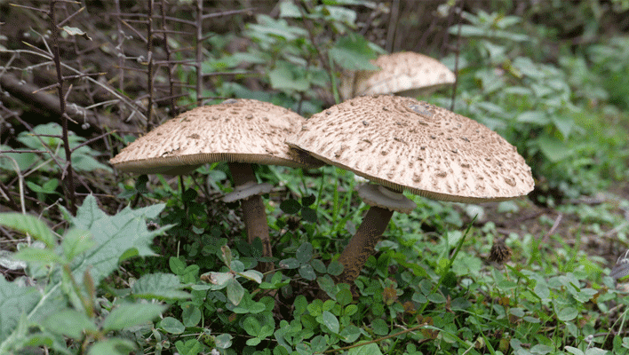 Why Are Mushrooms Growing In My Yard
