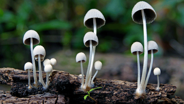 mushrooms on organic debris