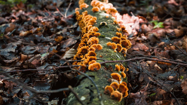 preventing mushrooms growing in yard